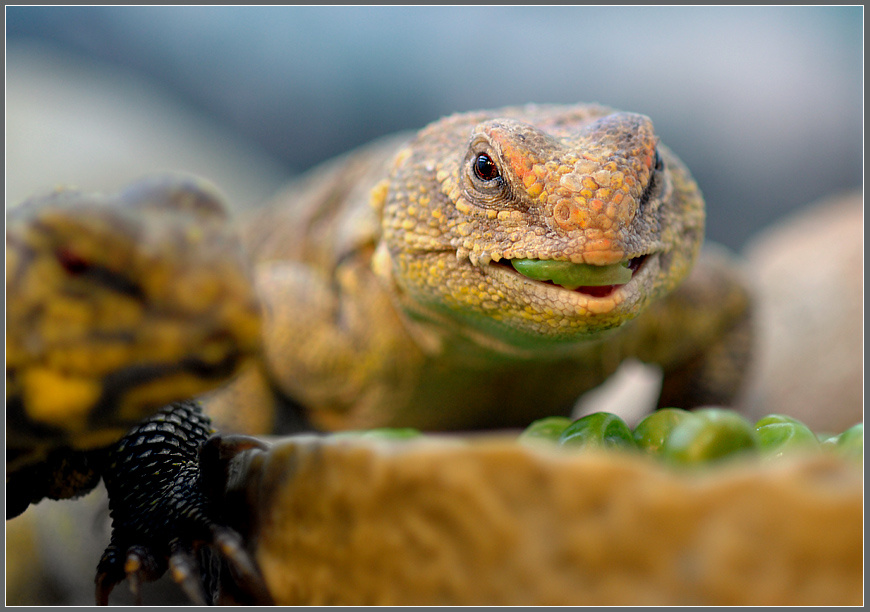 Едоки горошка: Реди сахарский шипохвост Uromastyx geyri