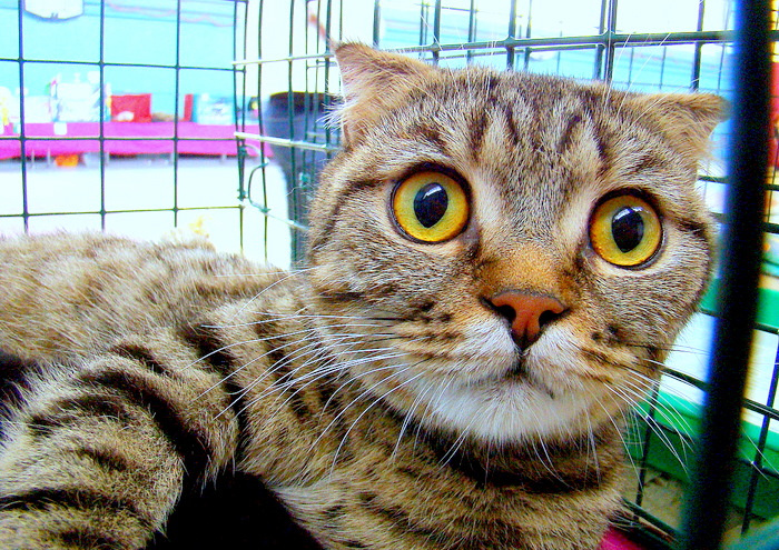 Хто тут?.. Кот выставка