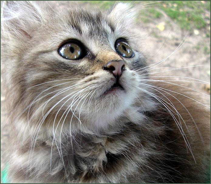 Я потерялся... котенок потерялся