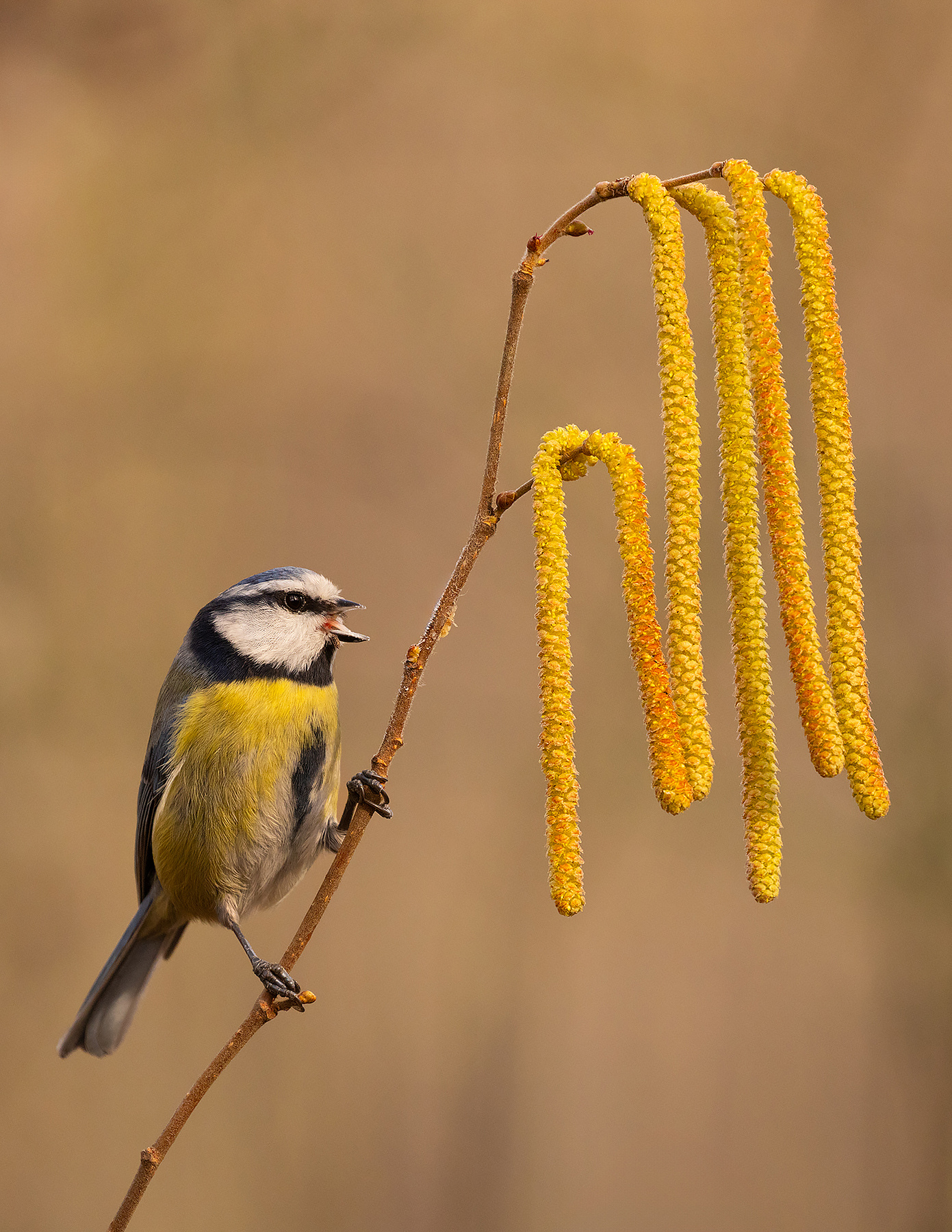 Titmouse 