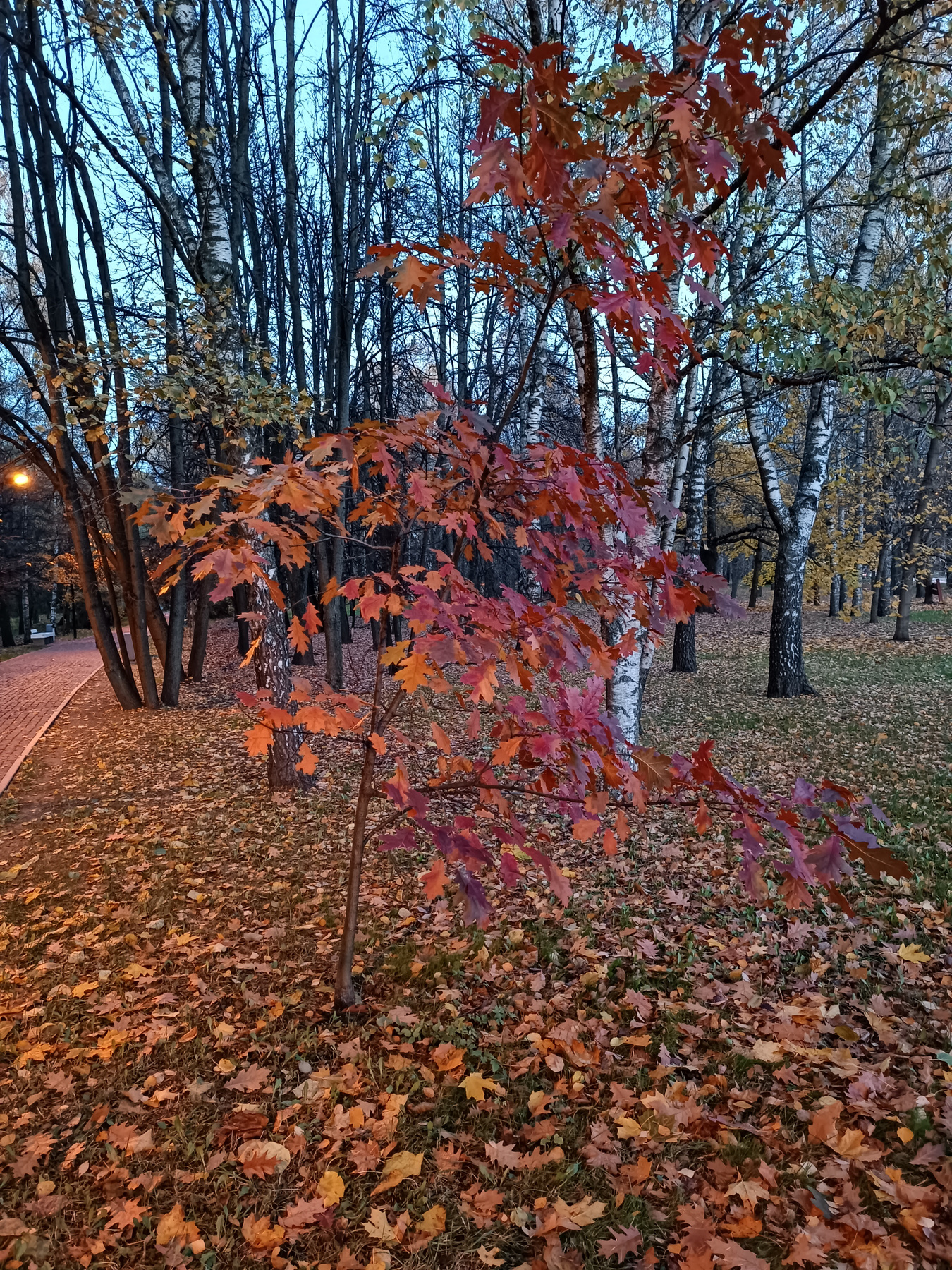Краски осени Осень