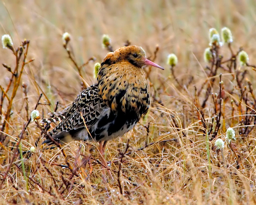 Рыжий, но не клоун Турухтан, Philomachus pugnax, Ruff, Tobseda, Barents Sea, Arctic