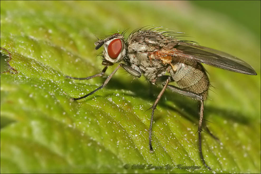 Муха-цветочница (Anthomyiidae). Муха-цветочница Anthomyiidae