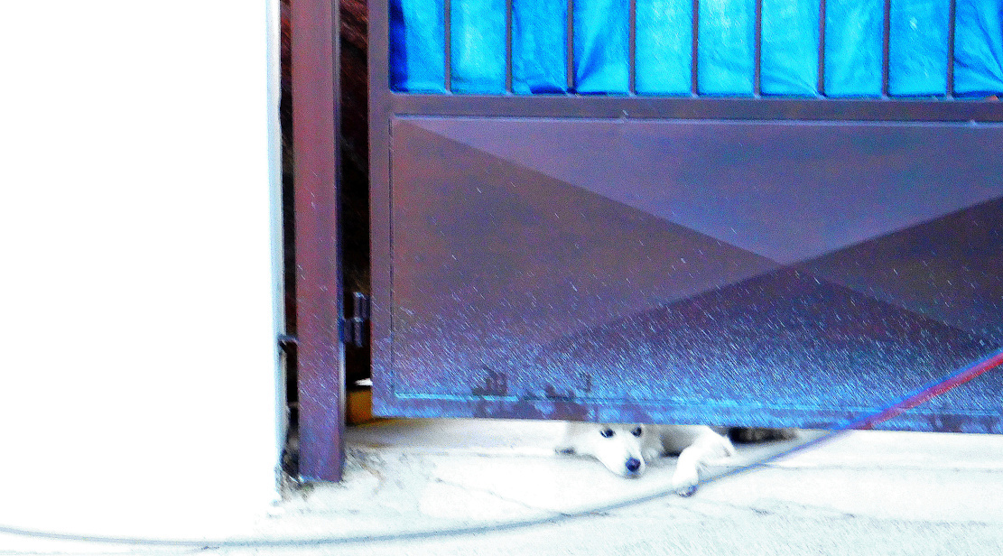 Blue Hound 