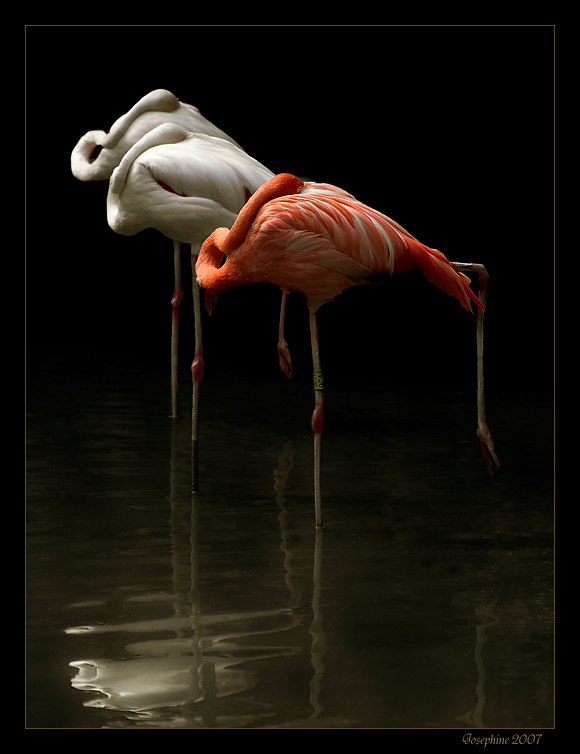 Time to sleep bird flamingo фламинго
