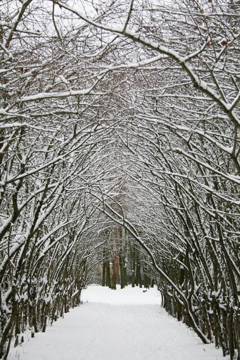 Аллея аллея, пейзаж, деревья