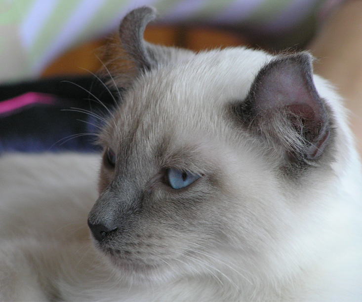 curl кот, curl