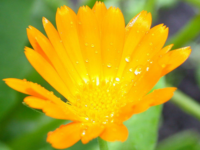 yellow yellow