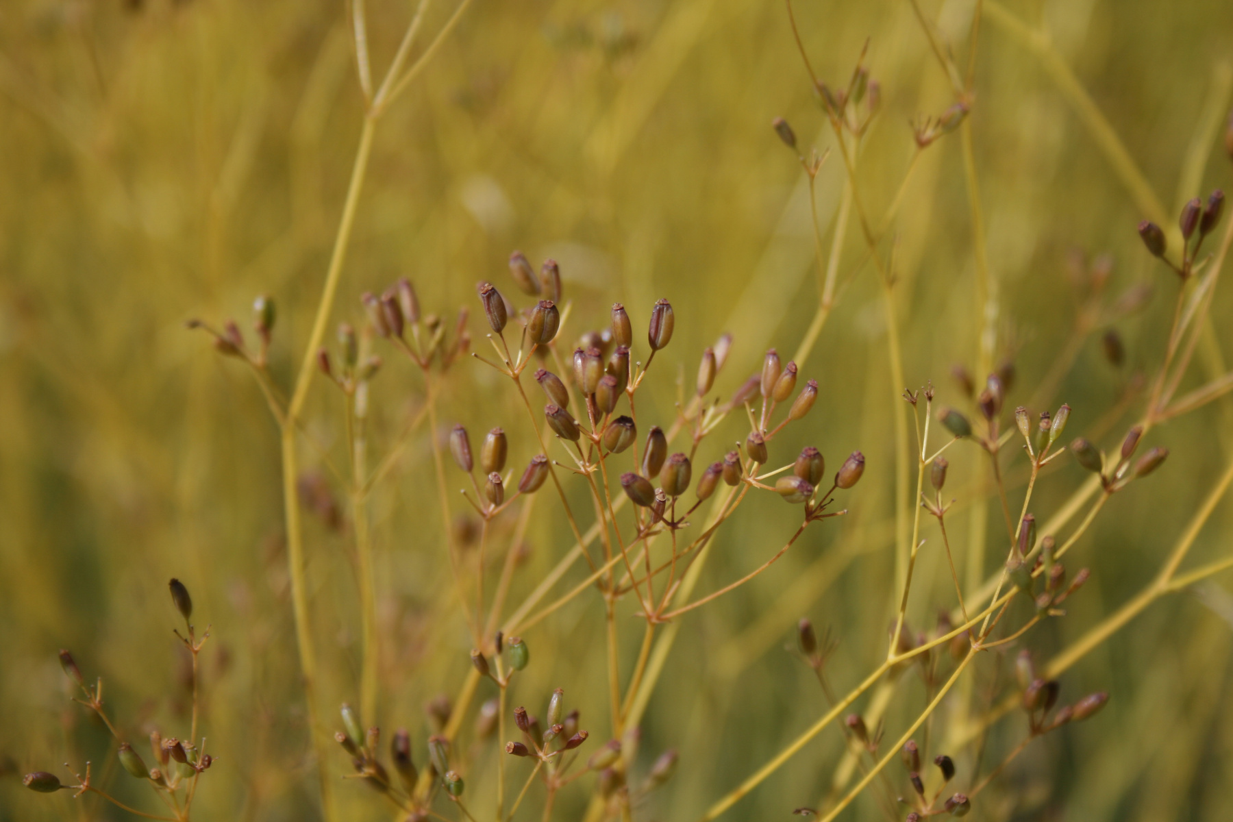 Bupleurum sp. 