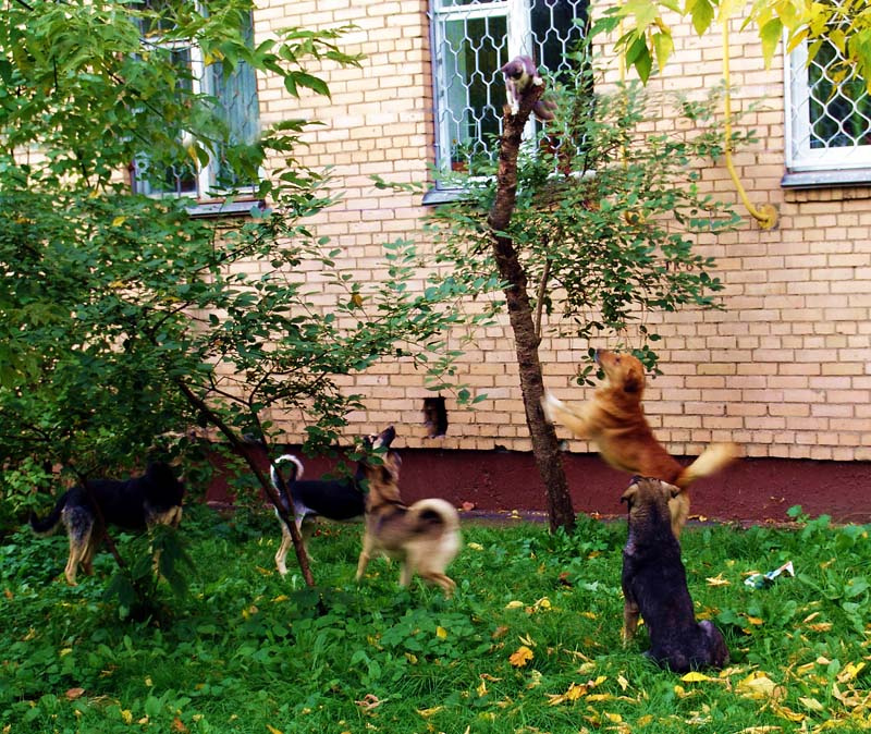 Пятеро на одного... Собаки, кошка