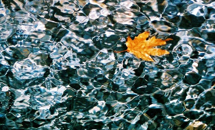 Кленовый сироп. клен
