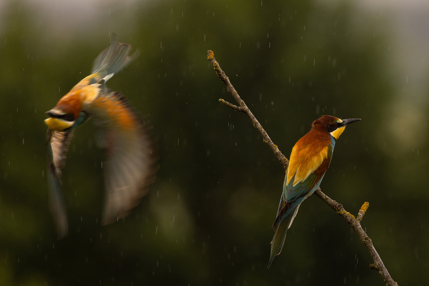 Bee-eater 