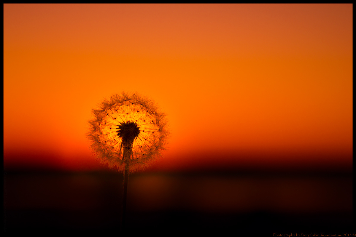 Sunset закат, природа, цветок, одуванчик, вечер, солнце