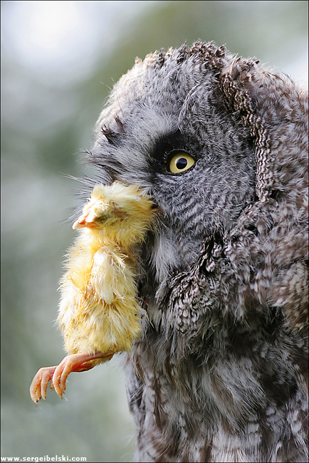 lunch time owl bird