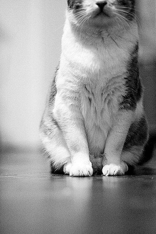 cAt... кот