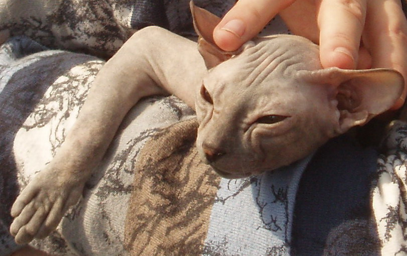 Master Yoda кошак