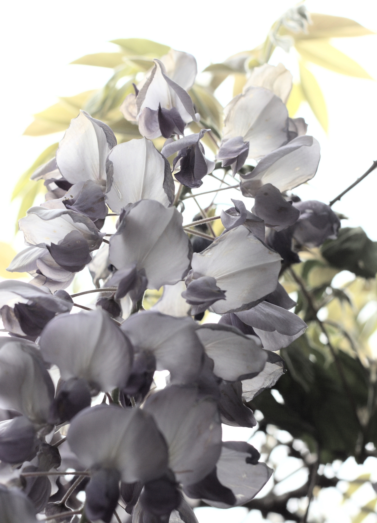 *** wisteria