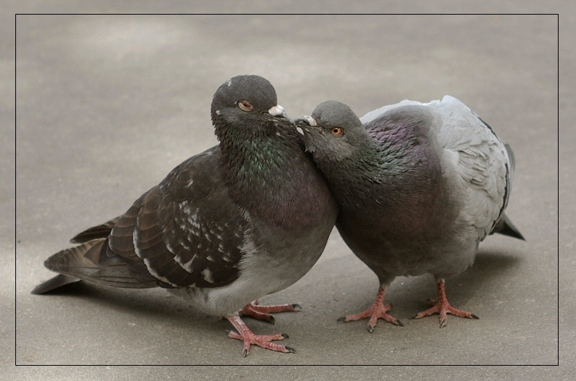 i wanna kiss you, kiss you... голубь голубку приголубил