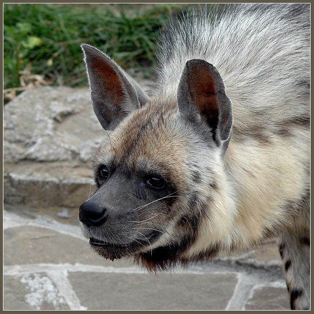 Живое участие полосатая гиена Hyaena hyaena