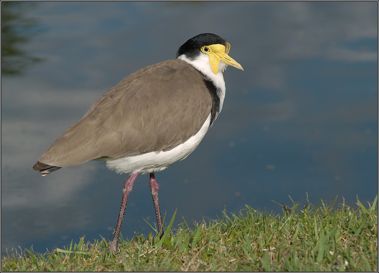 Vanellus miles на прогулке Masked Lapwing, Plover, Vanellus miles
