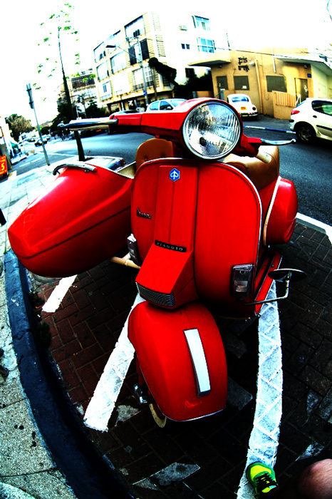 Vespa vespa