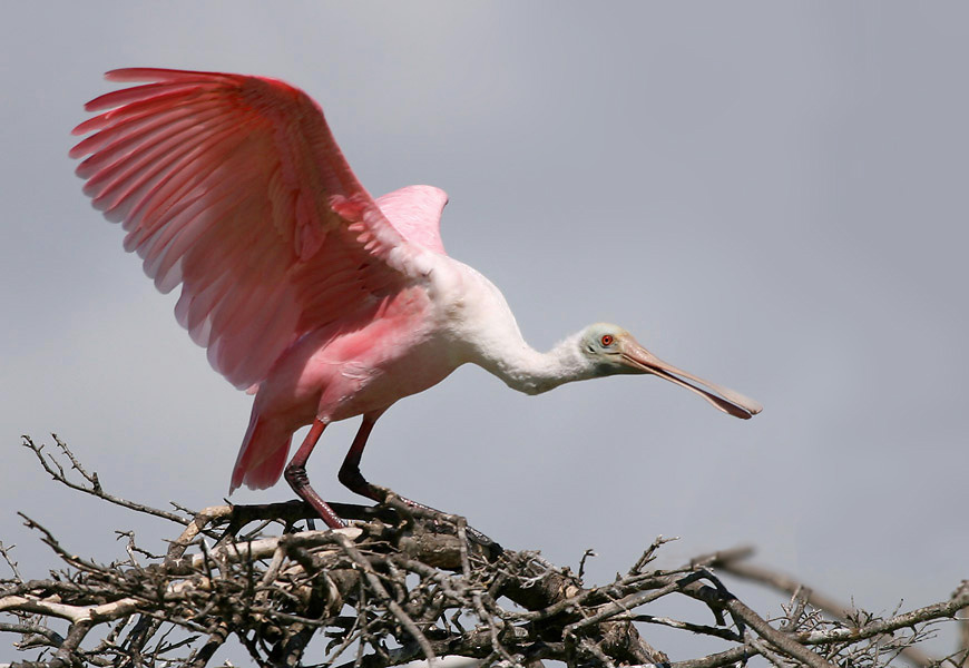 Про недовольную колпицу птица, розовая, колпица, roseate, spoonbill, Texas