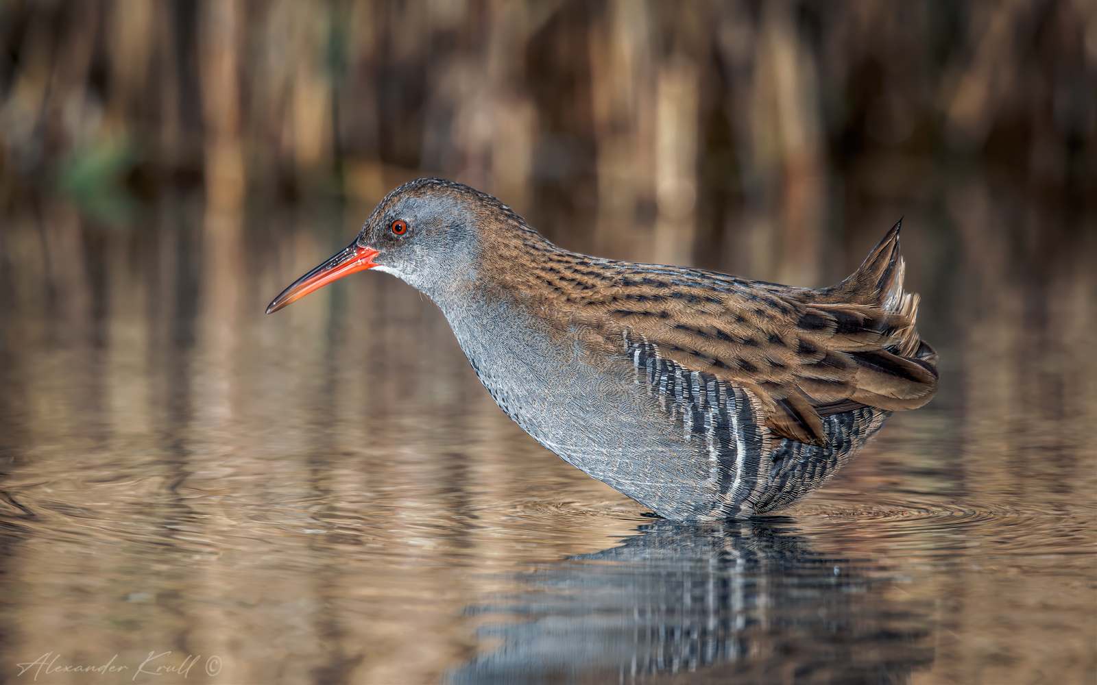 Задумался пастушок водяной rallus aquaticus