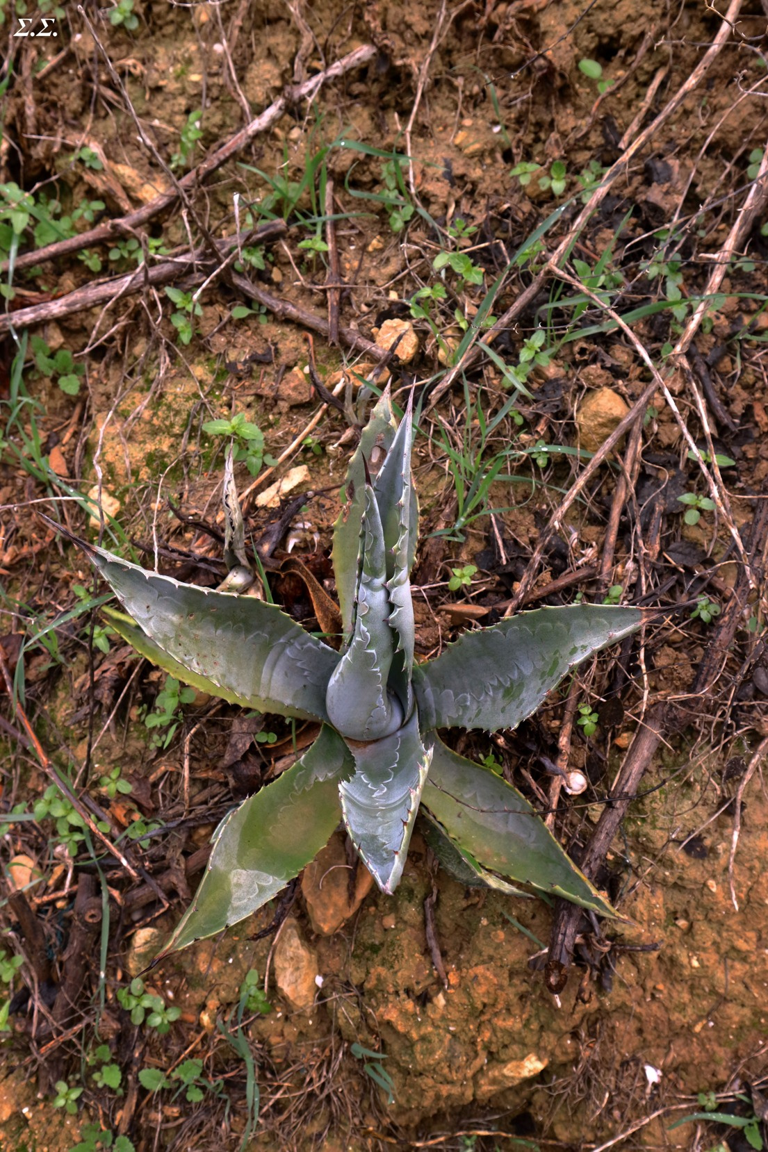 NEWBORN 