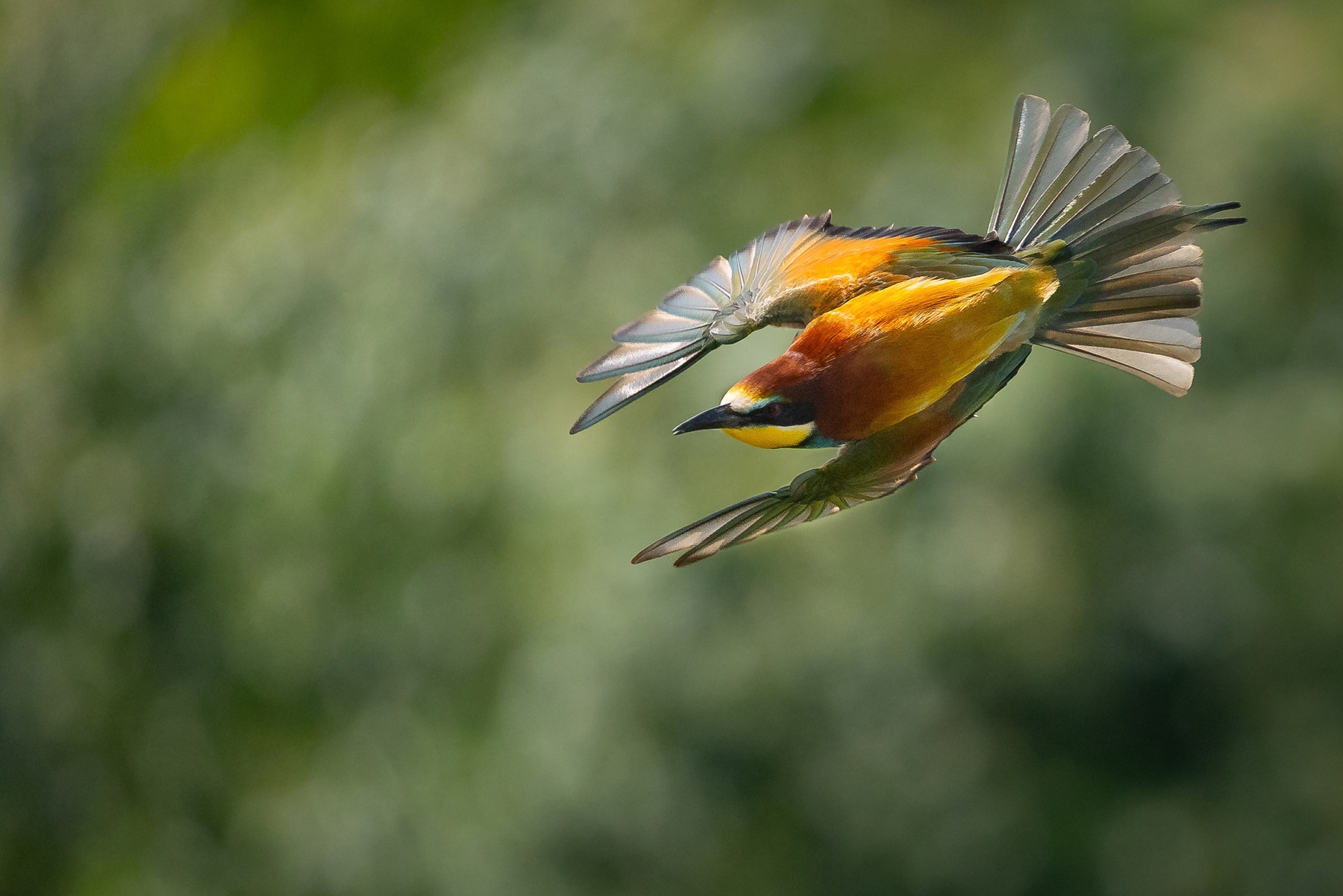 Bee-eater 