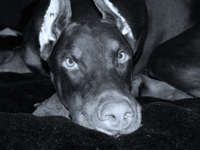 Клайд 