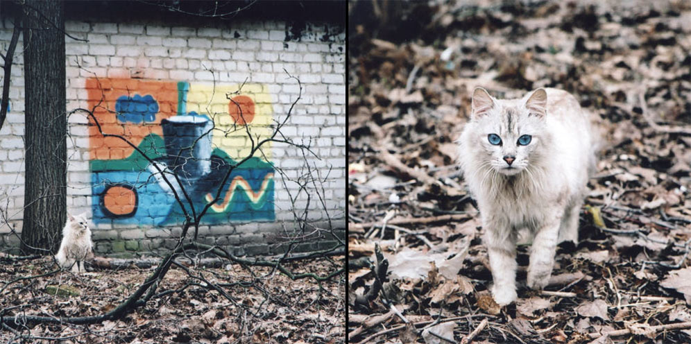 cat hat ,, chat нижний новгород, cat, hat