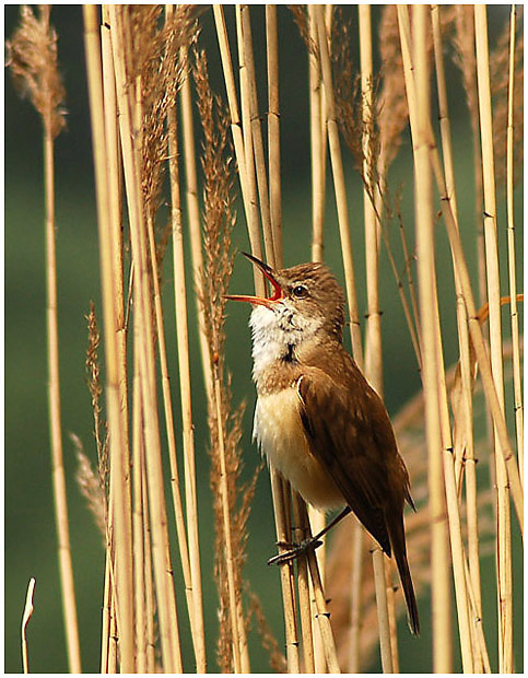 Дроздовидная Камышевк ( Great Reed Warbler ) камышевка