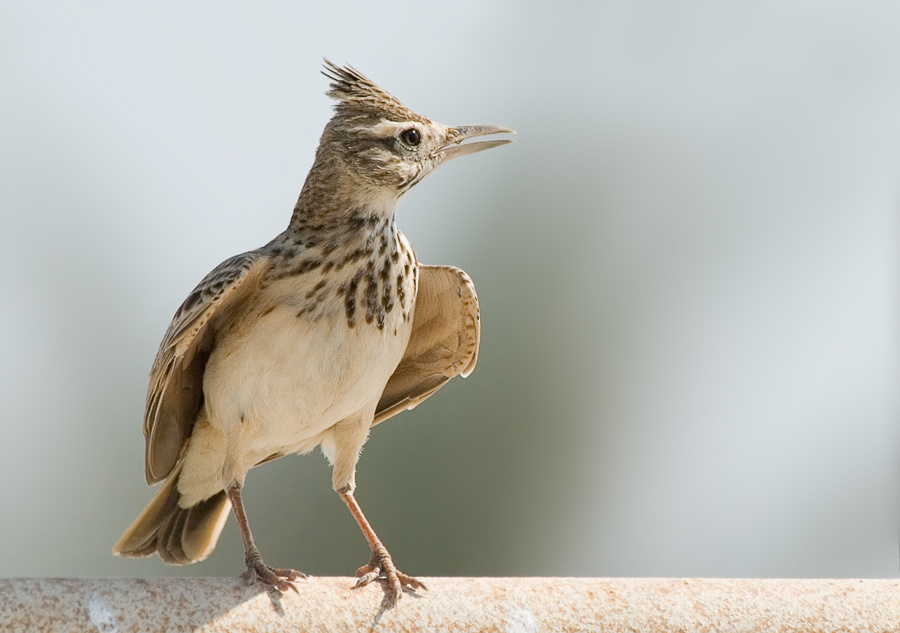 Гусар Хохлатый жаворонок, Crested Lark, Galerida cristata, гусар