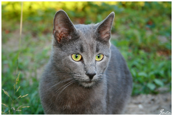 Smoke кот, котенок, кошка, русская голубая