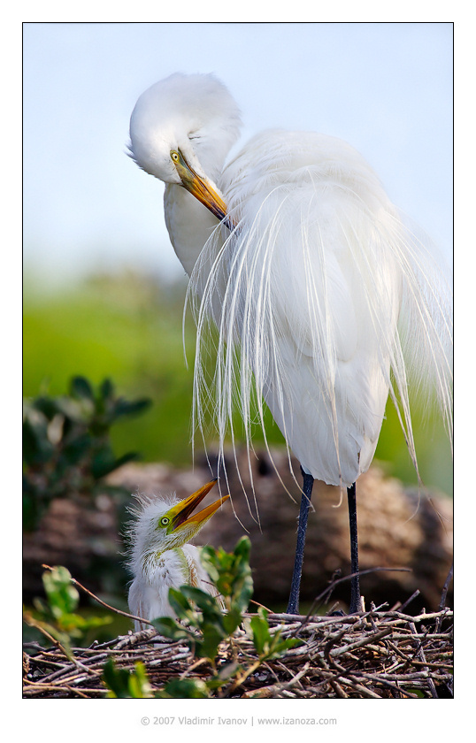 Мама птенец гнездо белая цапля great egret Florida US