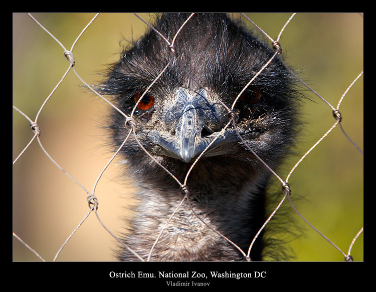 Узник страус Эму National Zoo Washington