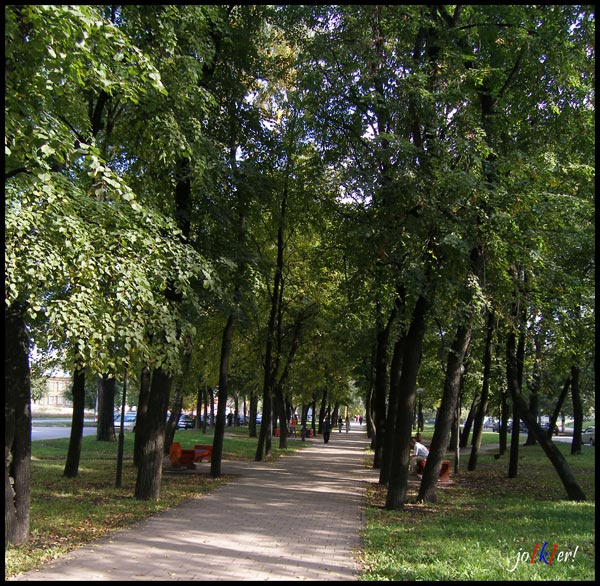 Кусочек лета аллея деревья природа пейзаж лето зелень скамейки люди