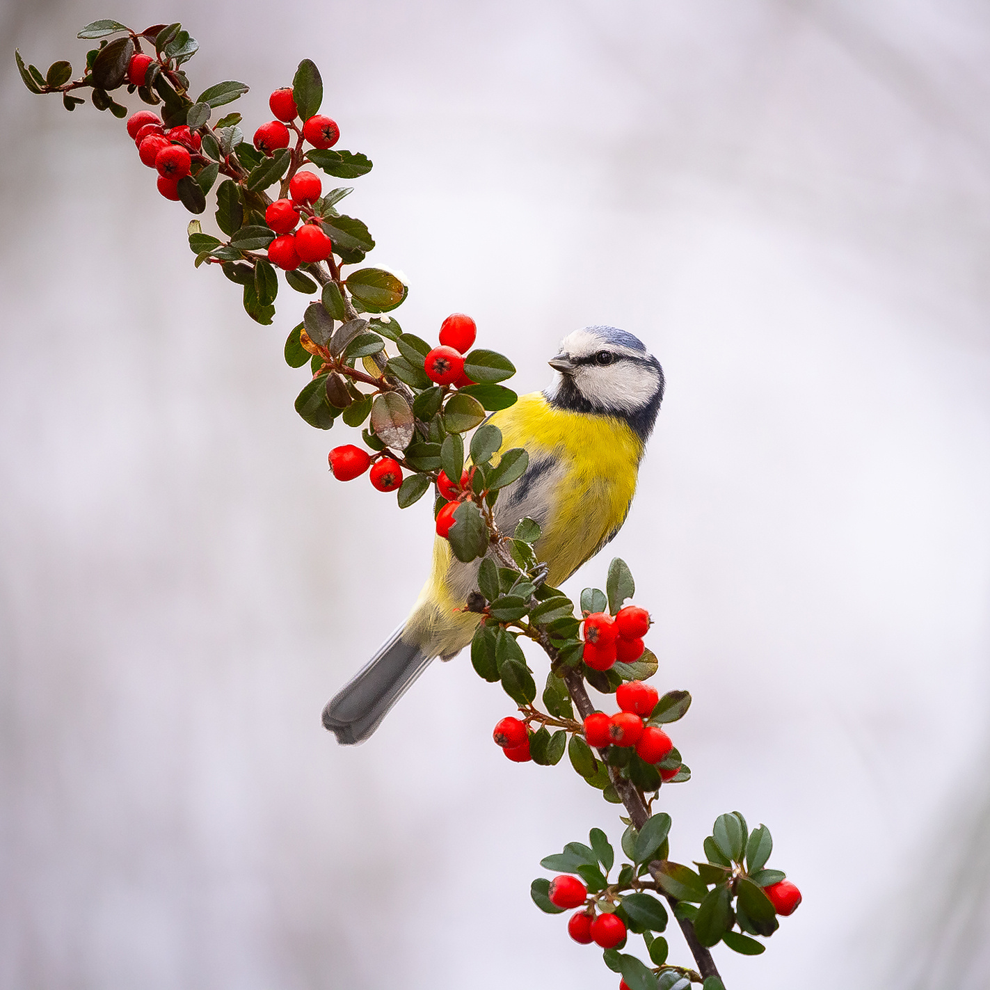 Titmouse 