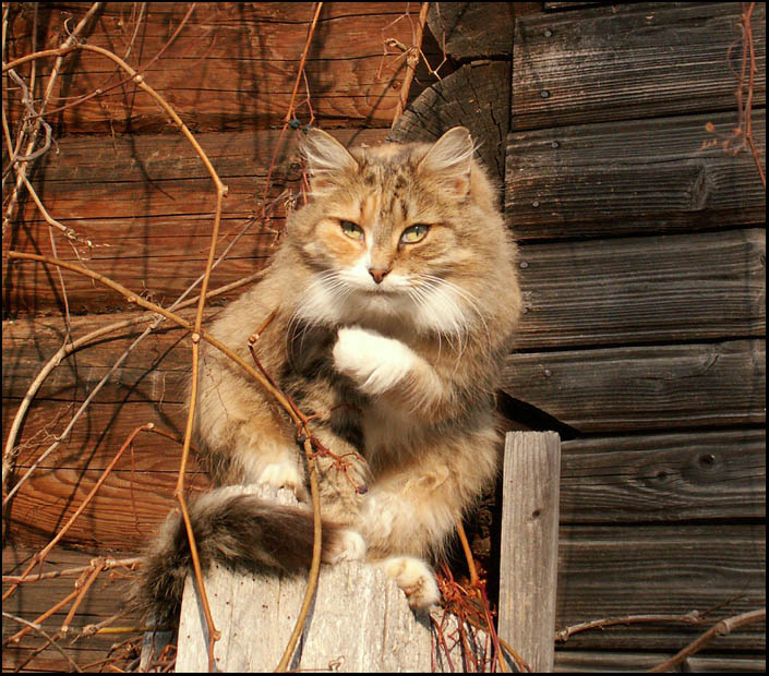 Ну что там у тебя? Рассказывай... кошка солнце лианы