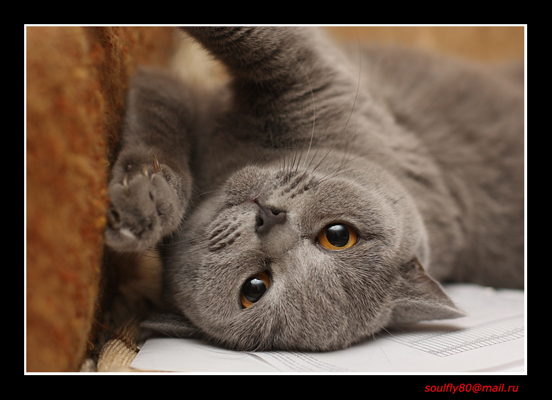 Думаю о тебе :) Кошка, британец