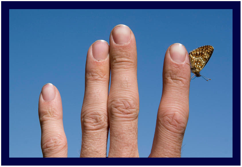 The butterfly Бабочка