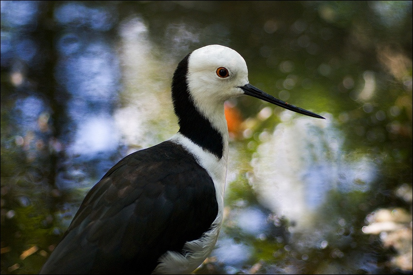   Ходулочник (Himantopus himantopus) - Black-Winged Stilt Ходулочник (Himantopus himantopus) - Black-Winged Stilt Австралия