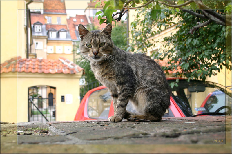 pan cat =) кошка кошка кошка =)