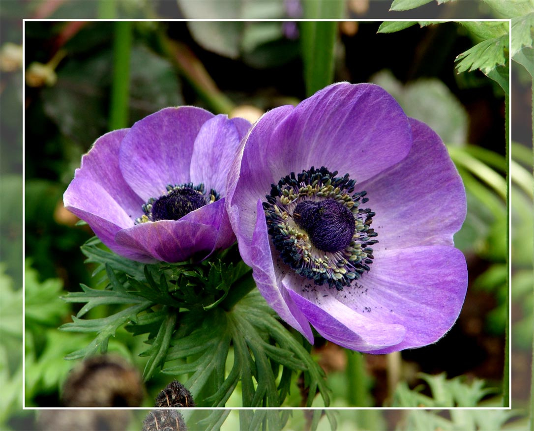 Колониты Колониты, весна