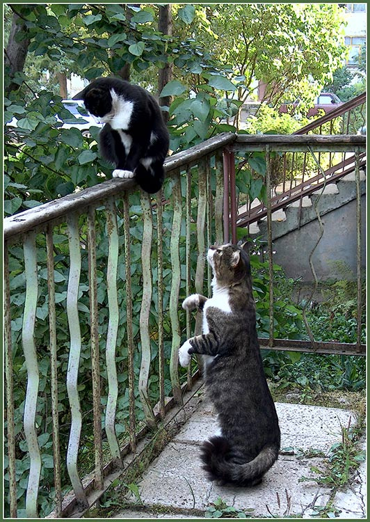 Я Вас умоляю! Будьте благосклонны!!! Кот ухаживает за кошкой