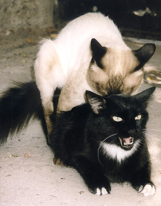 Кайф коты, гламур, секс