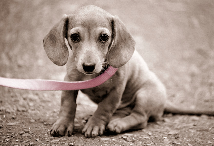 Ну почему опять розовый! Я же мальчик... поводок щенок парк прогулка