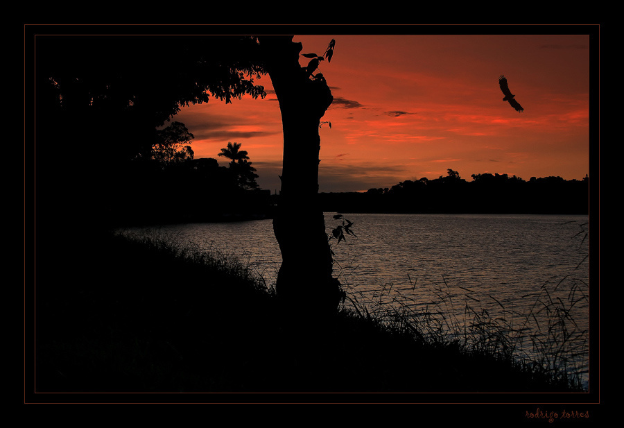 fly away (Brazil) Brazil, Бразилия, birds, птицы, reflexions, отражения, lake, озеро, sunset, заход, солнца