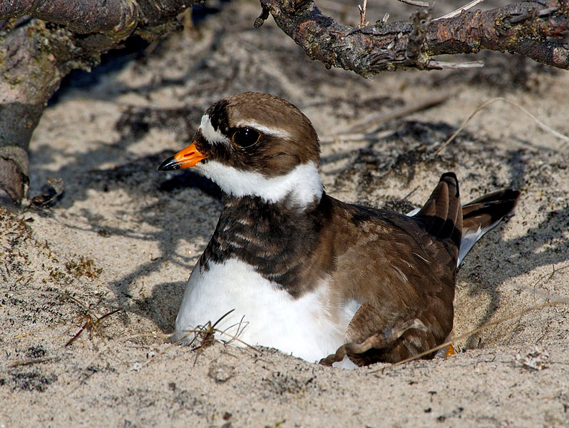 Один дома Галстучник, Charadrius hiaticula, Ringed Plover, Tobseda, Barents Sea, Arctic, Тобседа, Колоколкова губа, Баренцево море