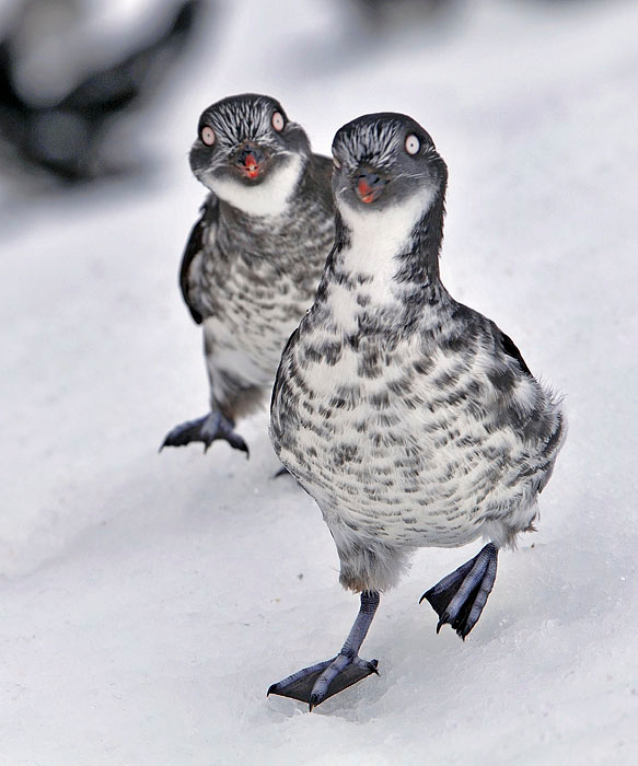 Бега Конюга-крошка, Aethia pusilla, Least Auklet, St. George Island, the Pribilofs, Bering Sea, Alaska